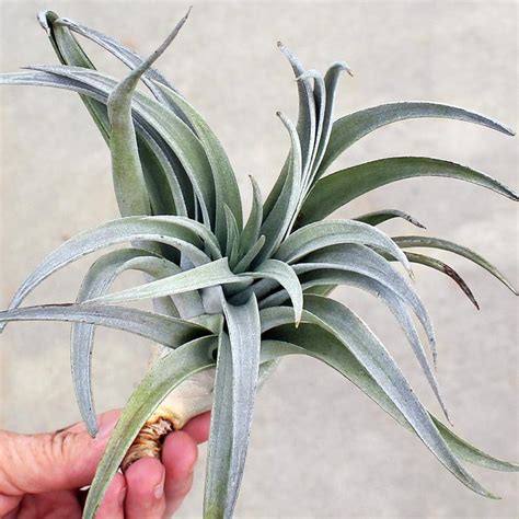 Different Types of Air Plants and How To Identify Them