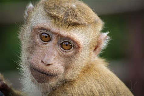 kostenlose foto costa rica affe ferien white face capuchin