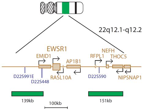 CytoCell FLI1 EWSR1 Translocation Dual Fusion FISH Probe OGT