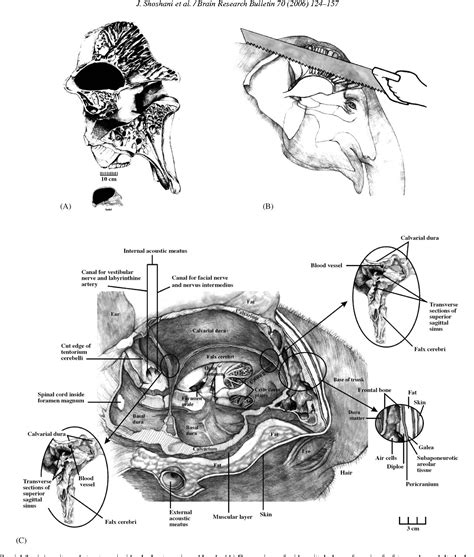 [PDF] Elephant brain Part I: Gross morphology, functions, comparative anatomy, and evolution ...