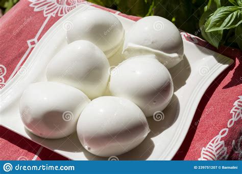 Cheese Collection White Balls Of Italian Soft Cheese Mozzarella Di