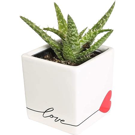 Amazon Costa Farms Aloe Vera Live Succulent Plant Easy To Grow