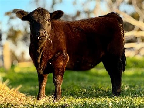 Australian Lowline Cattle And Genetics For Sale Alca