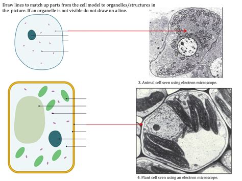 parts of a bacteria cell labeled