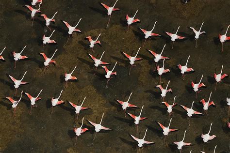 Lesser Flamingo Flock Flying South Photograph By Hiroya Minakuchi