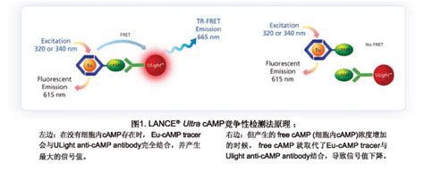 Perkinelmer隆重推出新型lance Ultra Camp检测试剂盒 旨在 为您简化gs和gi 蛋白偶联受体的药物筛选过程