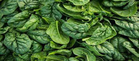 Farm Fresh Spinach Plant Enjoy Its Magical Flavor In Dishes The Chef