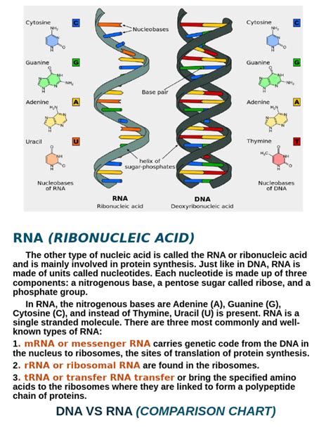 Dna And Rna Comparison Pdf