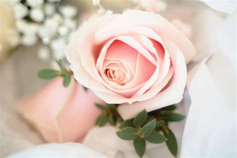 Closeup of a Pastel Pink Rose in a Bridal Bouquet · Free Stock Photo