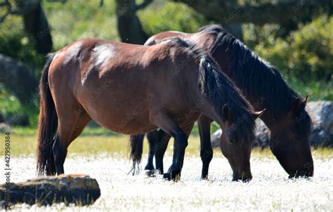 Foto De Il Cavallino Della Giara Acheta Akk Tta Cuaddeddu In Lingua