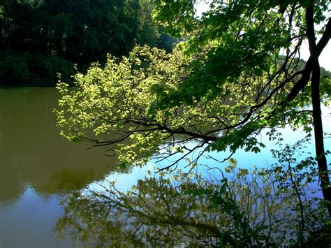 Kostenlose Foto Baum Wasser Natur Wald Ast Sonnenlicht Blatt