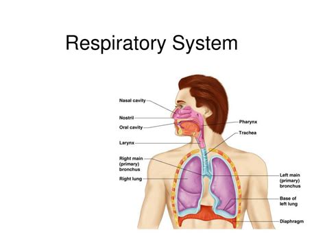 The Human Respiratory System