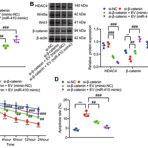 Overexpression Of HDAC4 Activates The Wnt Pathway To Promote The