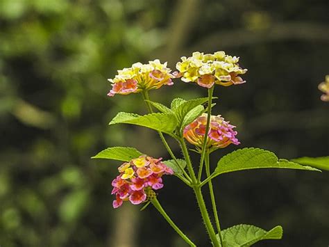 Lantana Camara Background Images Vectors And Psd Files For Free