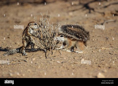 Cape Ground Squirrel Geoscirus Inauris Kgalagadi Kalahari South