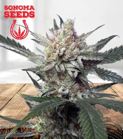 Fruit Loops Feminized Marijuana Seeds | Sonoma Seeds