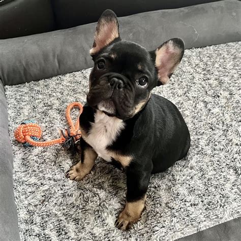 Black And Tan French Bulldog Puppies Black And Tan Frenchie