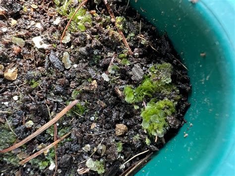 How To Grow Ferns From Spores Jack Wallington Nature Gardens