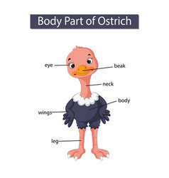 Diagram Showing Body Part Chicken Royalty Free Vector Image