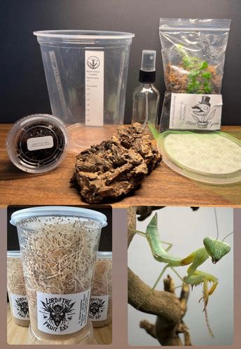 Deluxe Giant Asian Mantis Kit Mantis Feeder Habitat Moonlight