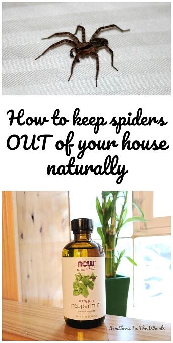 Herbs To Keep Spiders Away A Natural Solution Gardenify