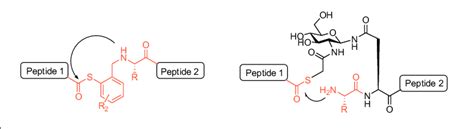 Comparison Of Thioester Intermediates In Peptide Ligations Mediated By