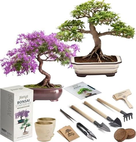 Natureit Bonsai Tree Starter Kit Grow 4 Bonsai Trees