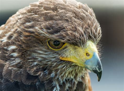 Walworth Castle Birds of Prey - Pentax User