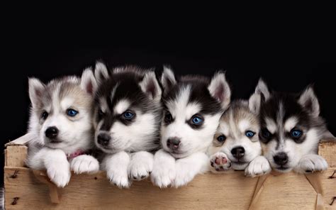 Baby Huskies Wallpaper 79 Images