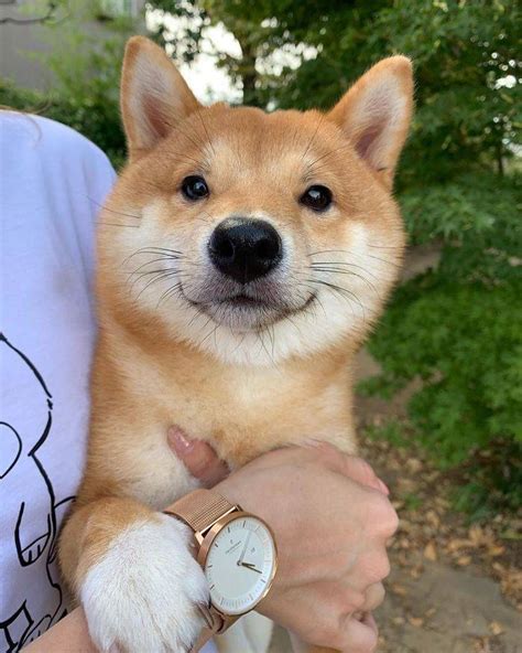 Cute Shiba Inu That Smiles All The Time Barnorama