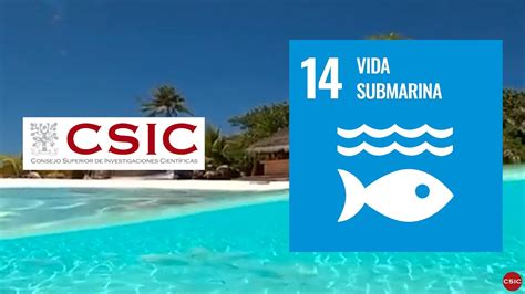 ODS 14 Vida Submarina YouTube