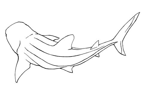 Whale shark lineart by Xiphosuras on DeviantArt