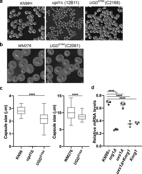 The Ugd Function Or The Ugd Expression Levels Is Affected In