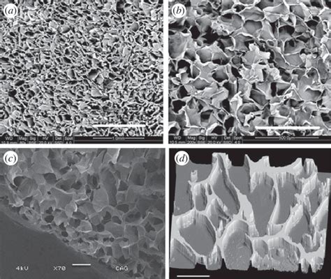 Scanning Electron Microscopy Sem Images Showing Microstructure Of