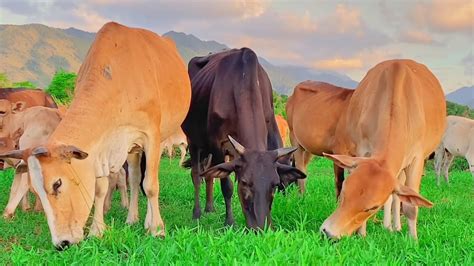 Sapi Lembu Makan Rumput Di Sawah Video Sapi Gemuk Gemuk Dan Sapi