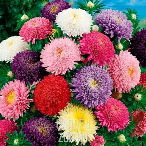 Астры Сорта С Фото И Названиями – Telegraph