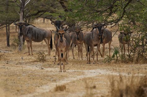 Mahale Mountain National Park Sironka Tours Safaris Limited