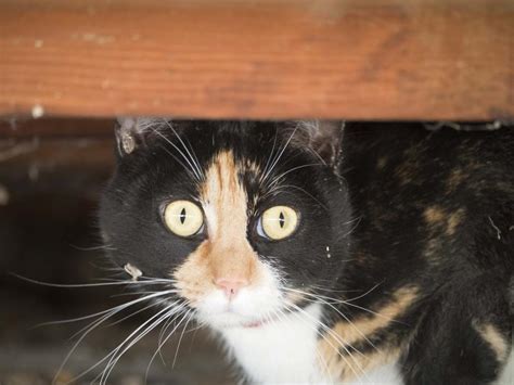 Free Stock Photo Of Black And White Cat Under Wooden Table Download