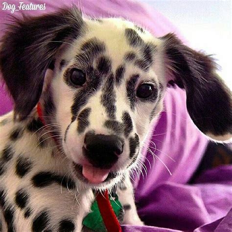 long haired dalmatian puppies - Zenaida Wheatley