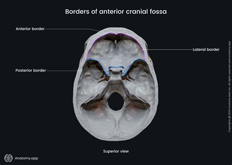 Anterior Cranial Fossa Encyclopedia Anatomy App Learn Anatomy