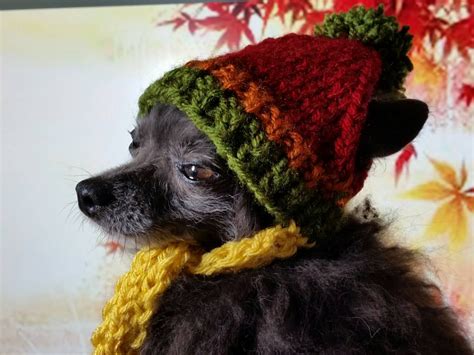 Tri Color Hand Knit Dog Hat