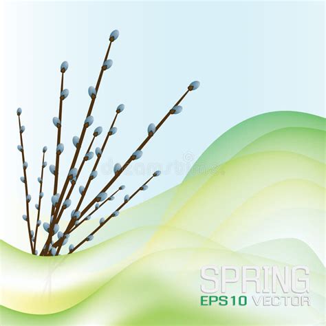 Pussy Willow Vector Stock Illustrations 867 Pussy Willow Vector Stock