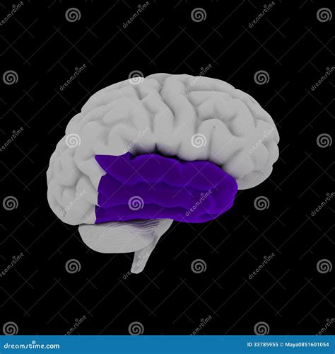 Temporal Lobe Stock Illustration Illustration Of Occipital 33785955