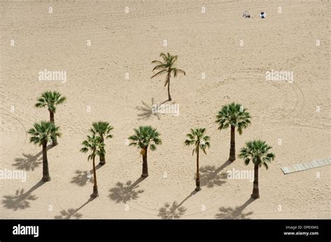 Palm Trees On The Beach Playa De Las Teresitas Santa Cruz Tenerife