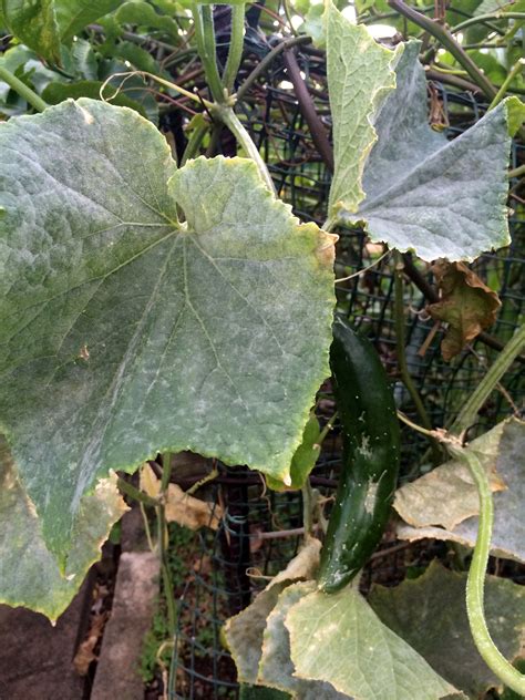 Cucumber | Diseases and Pests, Description, Uses, Propagation