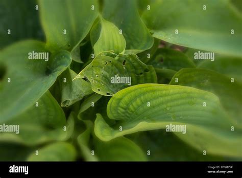 Hosta Empress Wu Stock Photo - Alamy