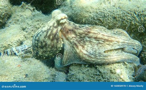 Octopus Vulgaris, Common Octopus Hunting. Stock Photo - Image of greece ...