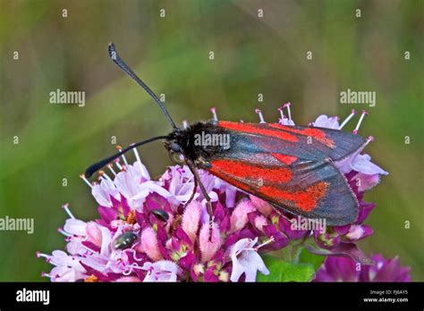 Transparent Burnet Zygaena Purpuralis On Pink Flowers Germany Stock