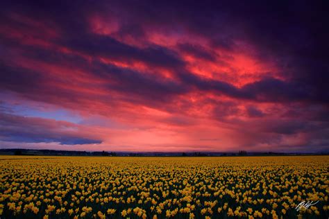 F Storm Cloud Sunrise And Daffodils Skagit Valley Washington