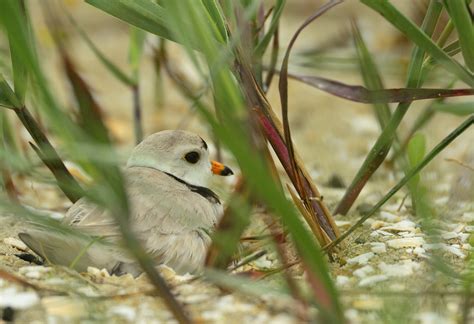 Assateague Island National Seashore Va — Jim Clark Photography